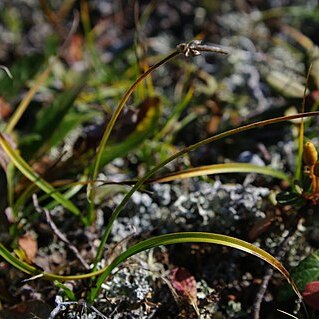 Carex argunensis unspecified picture