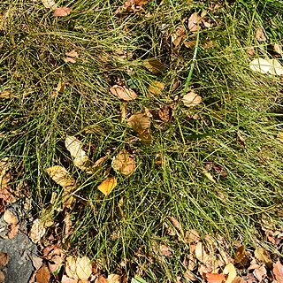 Carex inopinata unspecified picture