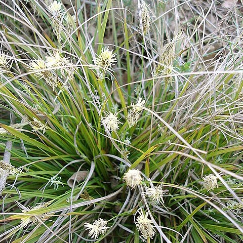 Carex unspecified picture