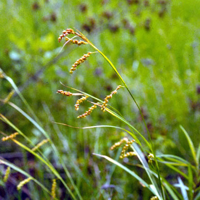 Carex davisii unspecified picture