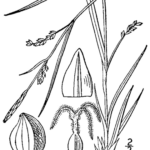 Carex digitalis unspecified picture