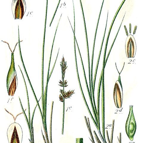 Carex gaudiniana unspecified picture