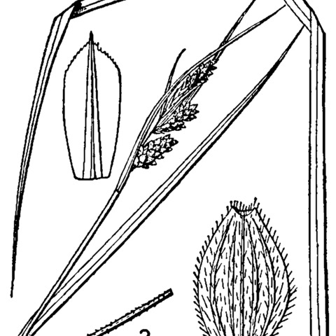 Carex swanii unspecified picture