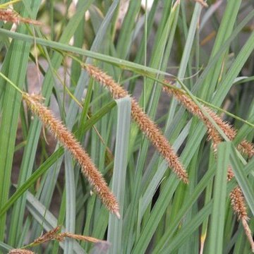 Carex spissa unspecified picture