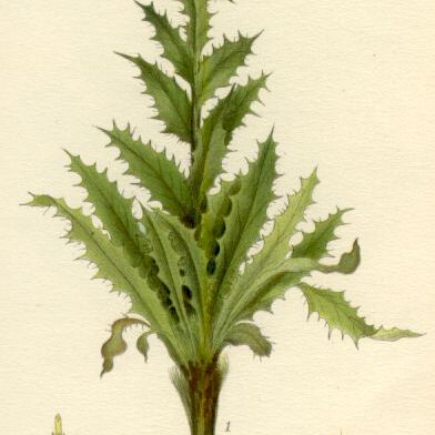 Carlina unspecified picture