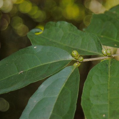 Cassipourea unspecified picture