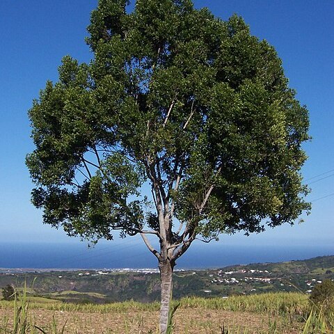 Elaeodendron orientale unspecified picture