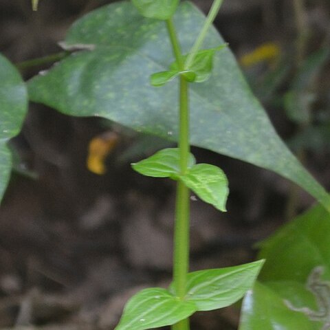 Canscora alata unspecified picture