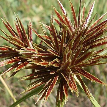 Cyperus congestus unspecified picture