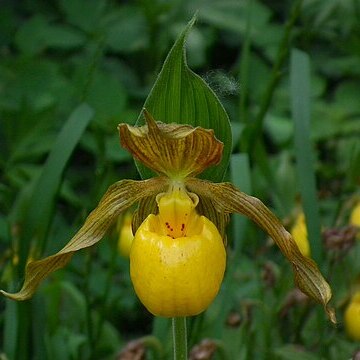 Cypripedium parviflorum var. pubescens unspecified picture