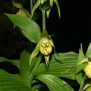 Cypripedium henryi unspecified picture
