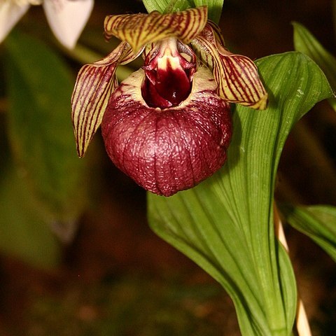 Cypripedium tibeticum unspecified picture
