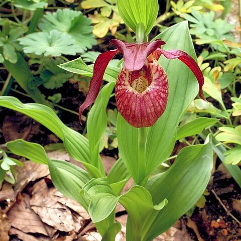 Cypripedium ventricosum unspecified picture