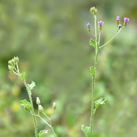 Cyanthillium unspecified picture