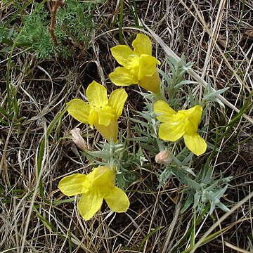 Cymbaria unspecified picture