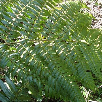 Cyathea delgadii unspecified picture