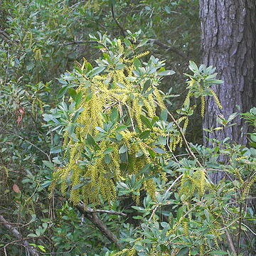 Cyrilla unspecified picture