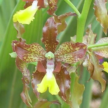 Cyrtopodium blanchetii unspecified picture