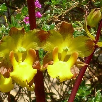 Cyrtopodium vernum unspecified picture