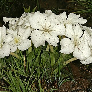 Cycnium unspecified picture