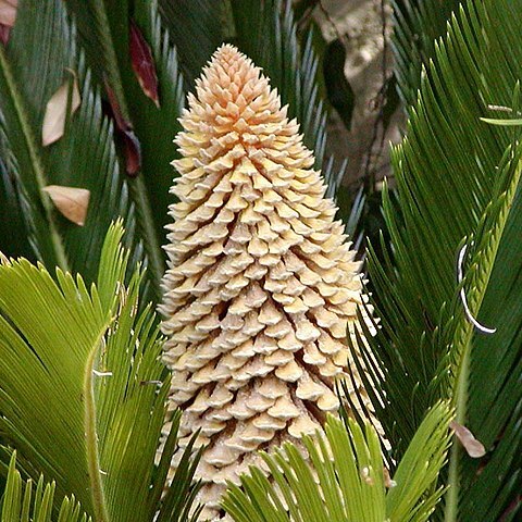 Cycas revoluta unspecified picture