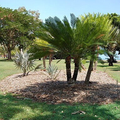 Cycas maconochiei unspecified picture
