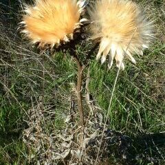 Cynara unspecified picture