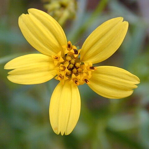 Bidens torta unspecified picture