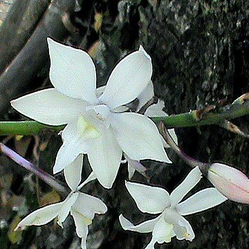 Caularthron bilamellatum unspecified picture