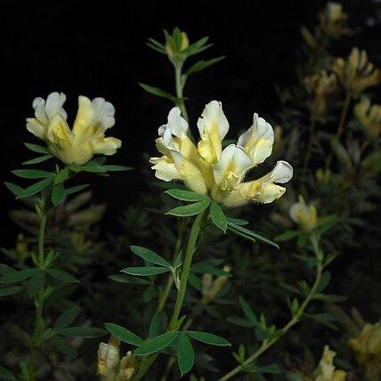 Chamaecytisus albus unspecified picture