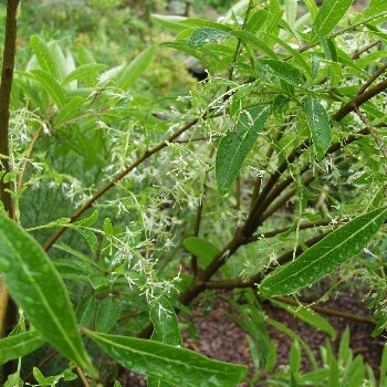 Chionanthus unspecified picture