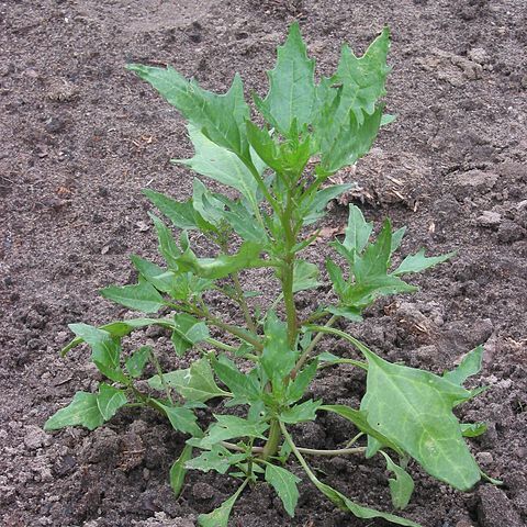 Chenopodium rubrum unspecified picture