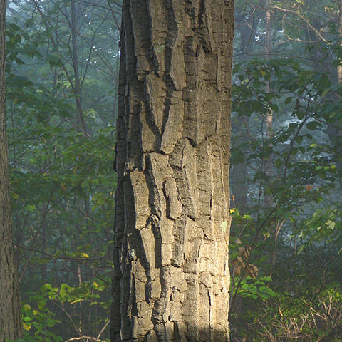 Quercus montana unspecified picture