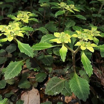 Chrysosplenium macrostemon unspecified picture