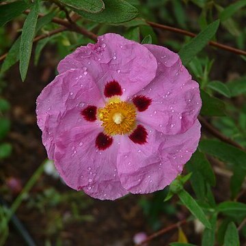 Cistus purpureus unspecified picture