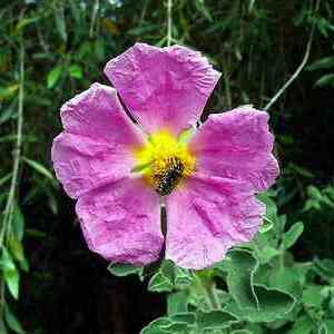 Cistus unspecified picture