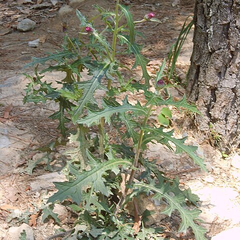 Cirsium japonicum var. maackii unspecified picture