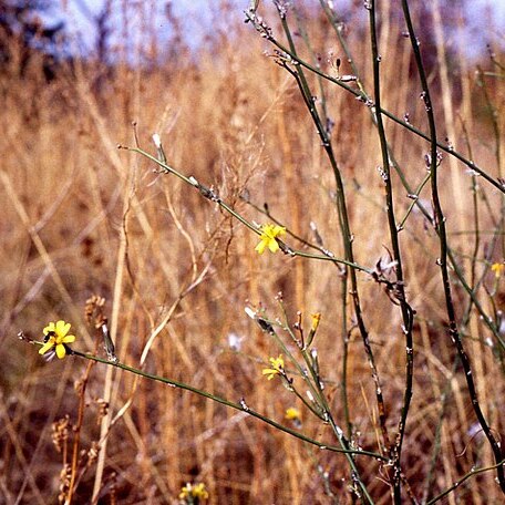 Chondrilla unspecified picture