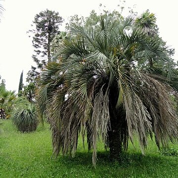 Butia unspecified picture