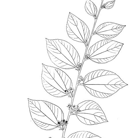 Grewia eriocarpa unspecified picture