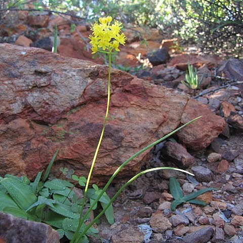 Bulbinella gracilis unspecified picture