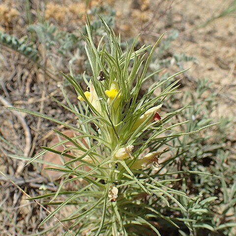 Bungea trifida unspecified picture