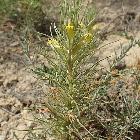 Bungea unspecified picture