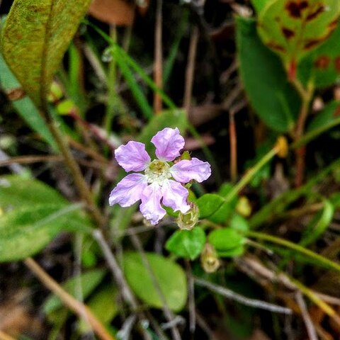 Cuphea ciliata unspecified picture
