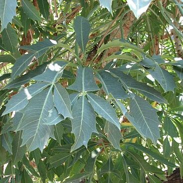 Cussonia unspecified picture