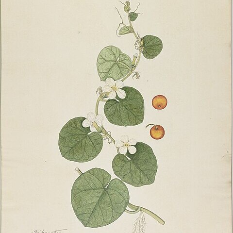 Trichosanthes scabra unspecified picture