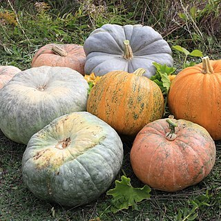Cucurbita unspecified picture