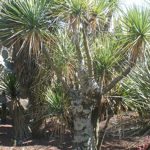 Beaucarnea hiriartiae unspecified picture