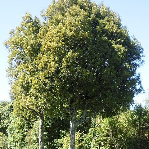 Beilschmiedia tawa unspecified picture