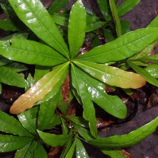 Beilschmiedia obtusifolia unspecified picture